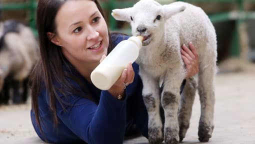A lamb being bottle-fed