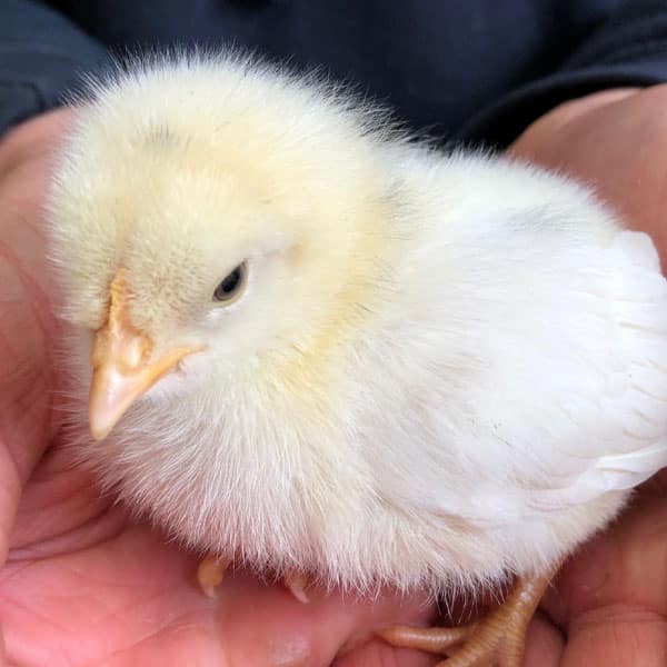 A little fluffy chick