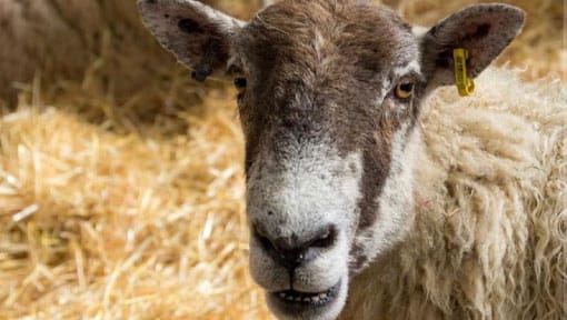 A sheep looking at you A sheep looking at you