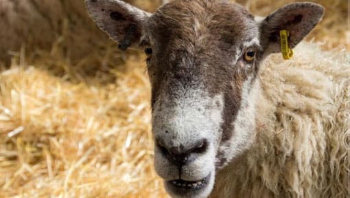 A sheep looking at you