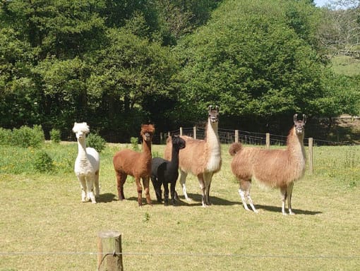 Alpacas in a field