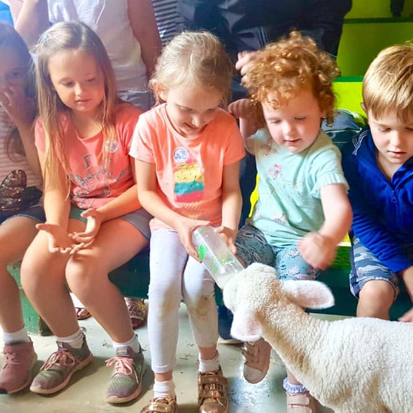 Children feeding a greedy lamb