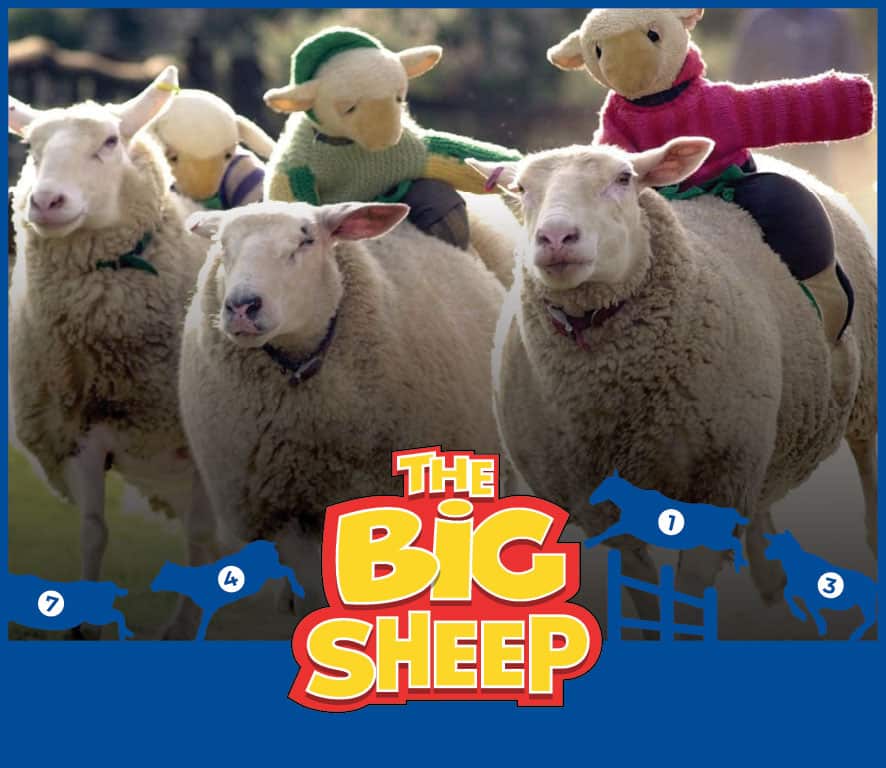 Sheep races, live performances and events