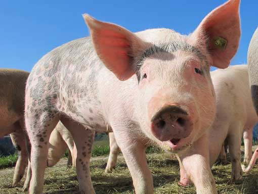 Pig Pig