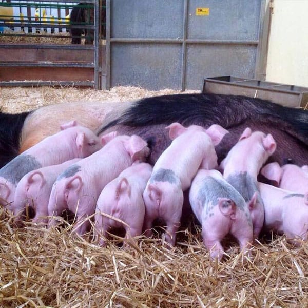 Piglets suckling