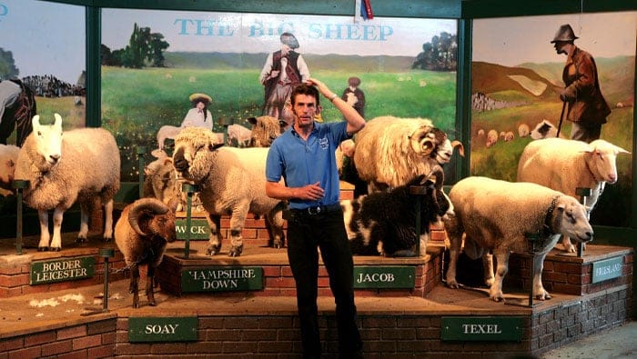 The Big Sheep indoor show area The Big Sheep indoor show area