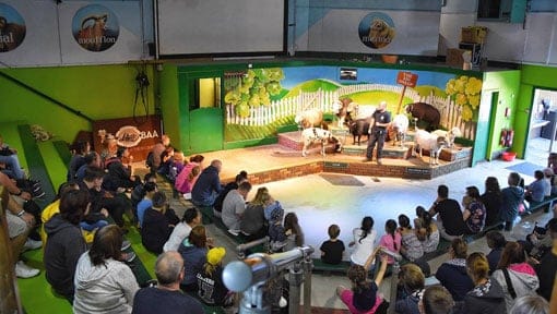 The Big Sheep indoor show area with audience The Big Sheep indoor show area with audience