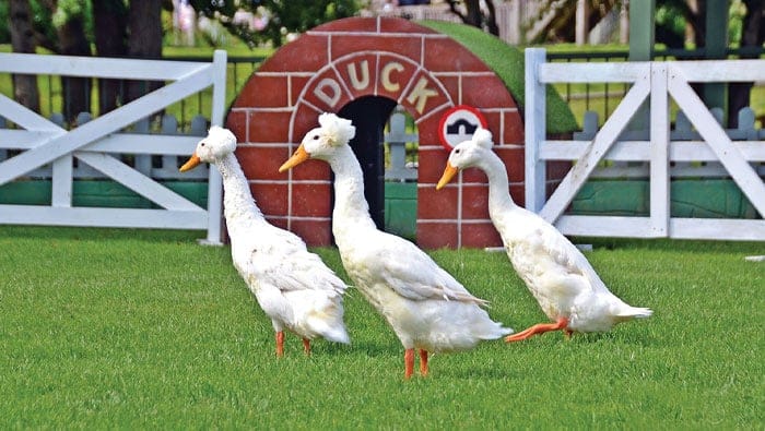 White Crested Ducks in the duck arena