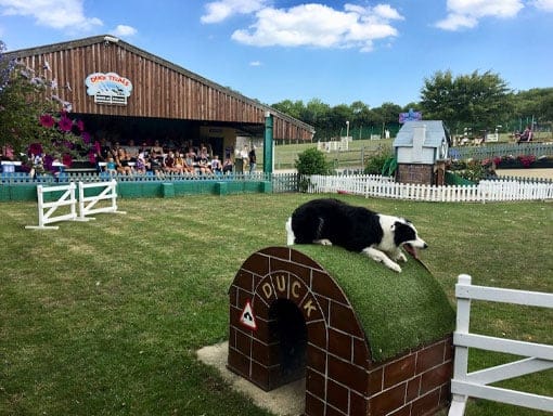 A Collie dog in the duck arena