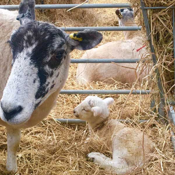 A Ewe and little Lamb in the hay