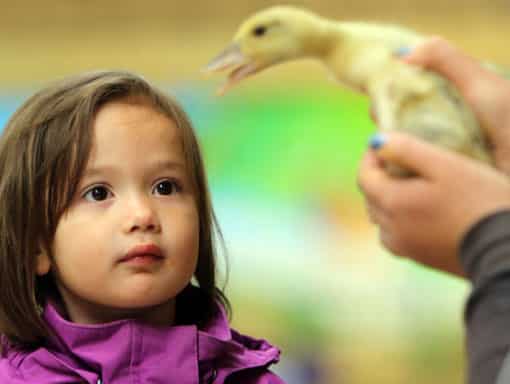 A little 'un fascinated by a little chick