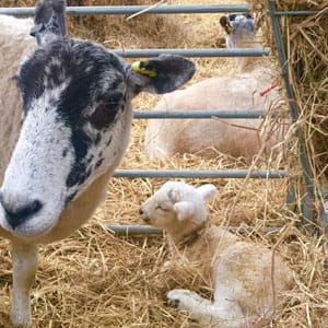 A Ewe and little Lamb in the hay