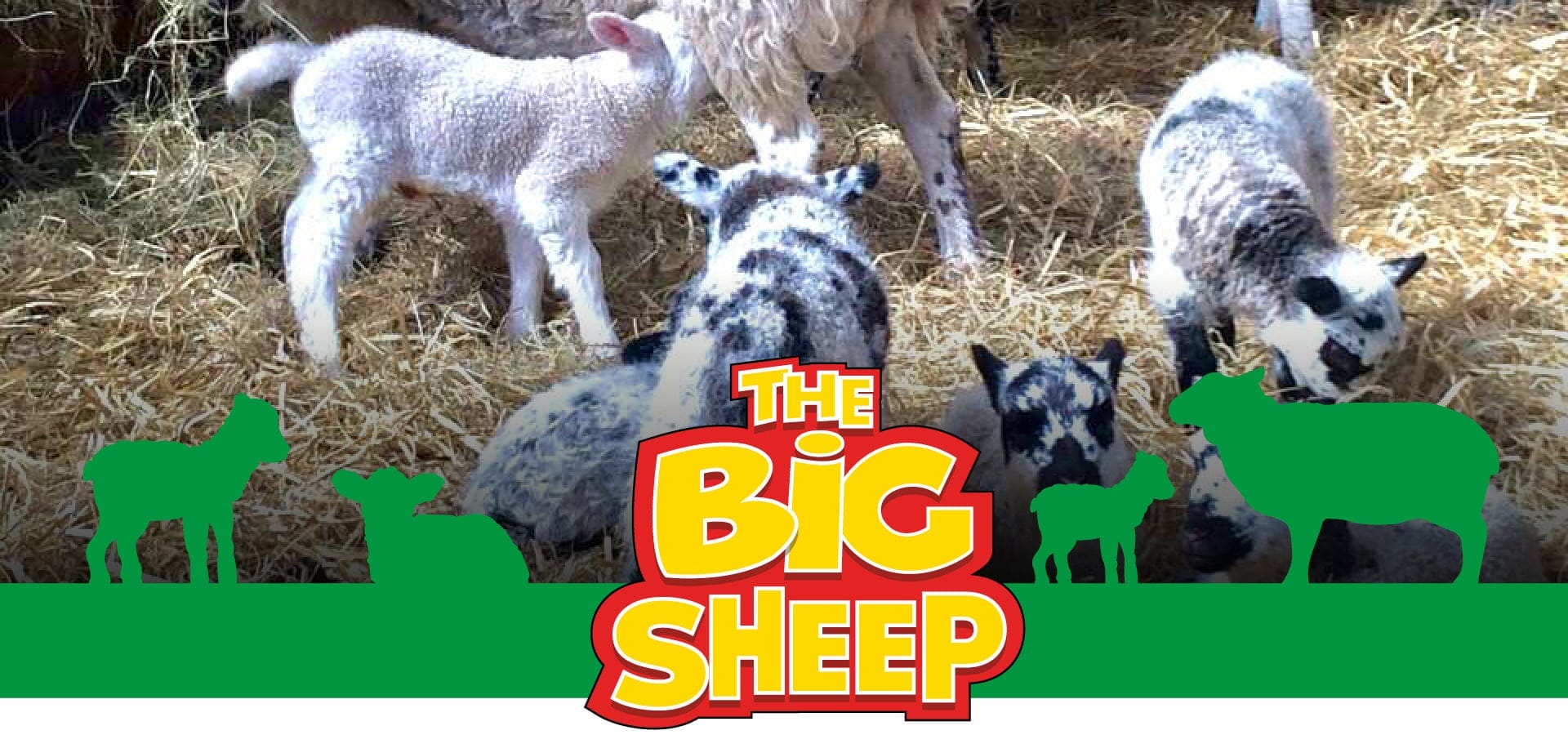 The Big Sheep Lambing Live