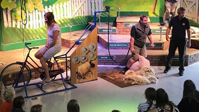 Sheep Shearing Show Fun