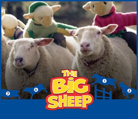 Sheep at The Big Sheep live shows