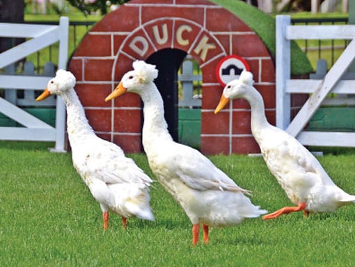 White Crested Ducks in the duck arena