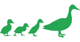 Mother duck and ducklings Mother duck and ducklings