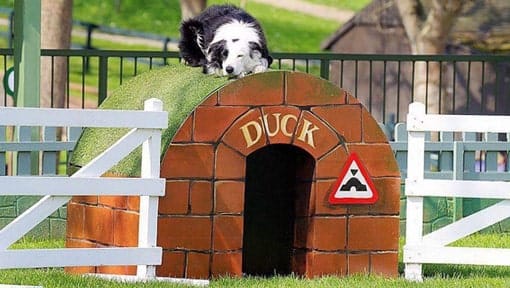 Sheep Dog sleeping on Duck House