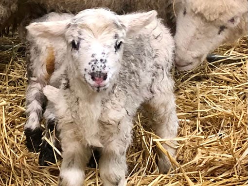 Sparkles the newborn Lamb