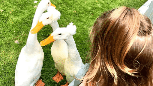 Duck Show Duck Show