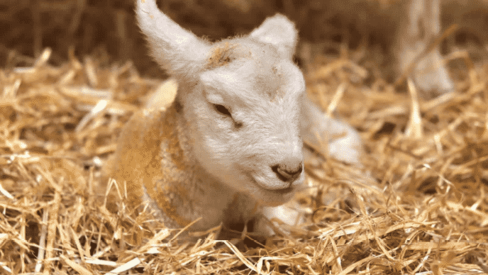 Lambing Live @ The Big Sheep Lambing Live @ The Big Sheep