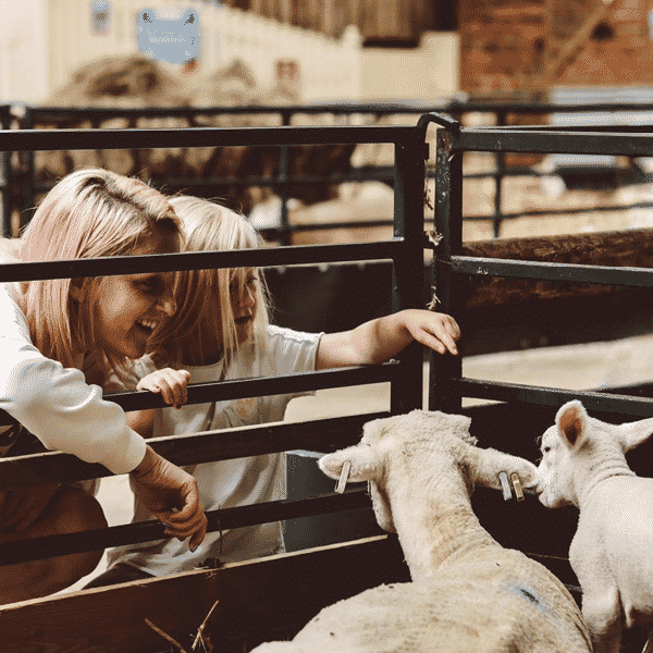 The Big Sheep Lambs The Big Sheep Lambs
