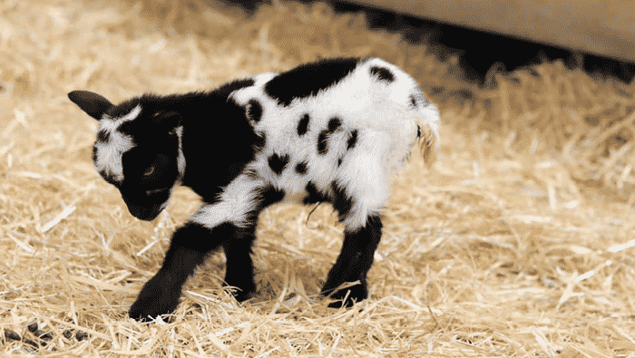 lambing lambing