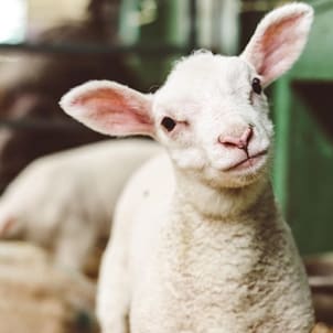 Cute Lamb Cute Lamb
