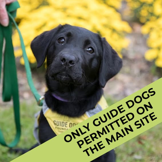 Guide Dog Guide Dog