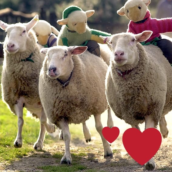 Sheep Racing Sheep Racing