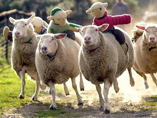 Big sheep Half term Big sheep Half term