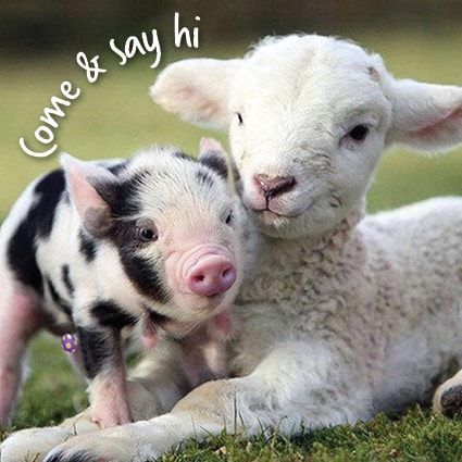 Sheep and piglet