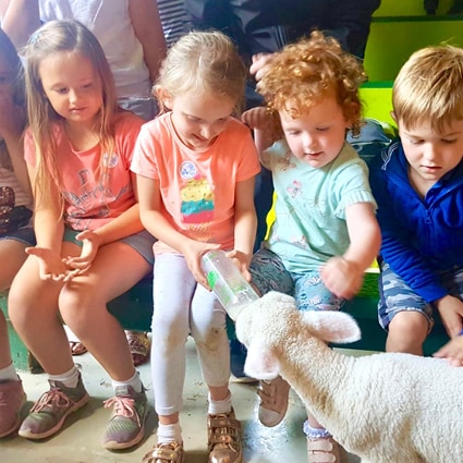 Lamb Feeding Lamb Feeding