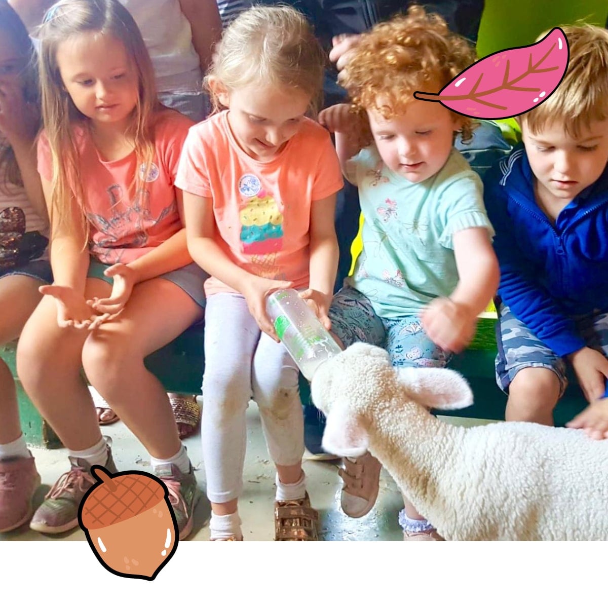 Lamb Feeding Lamb Feeding