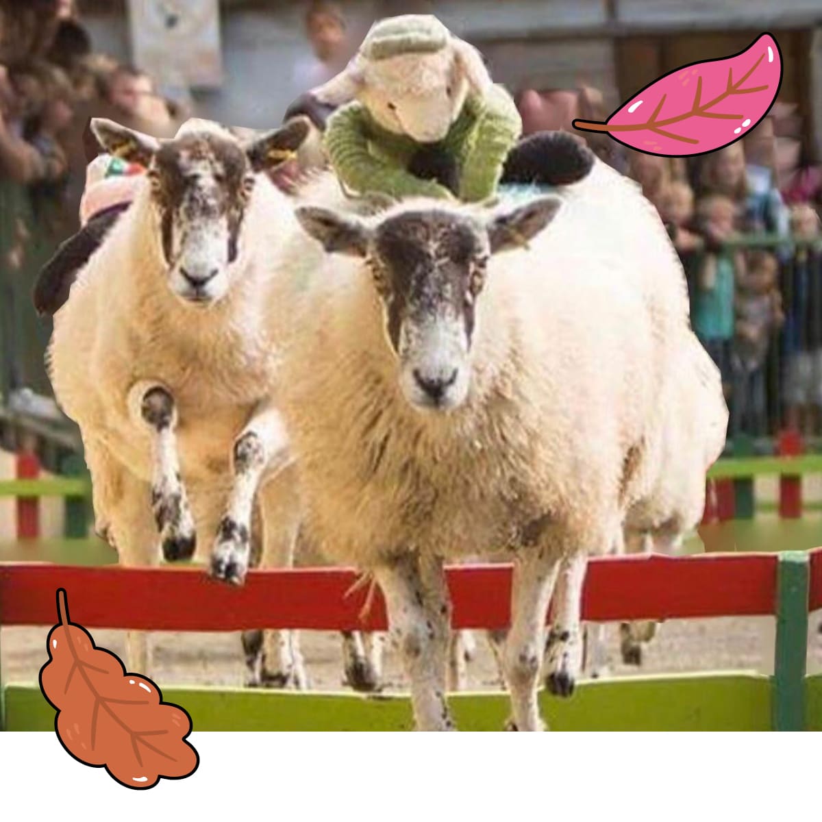 Sheep Racing Sheep Racing