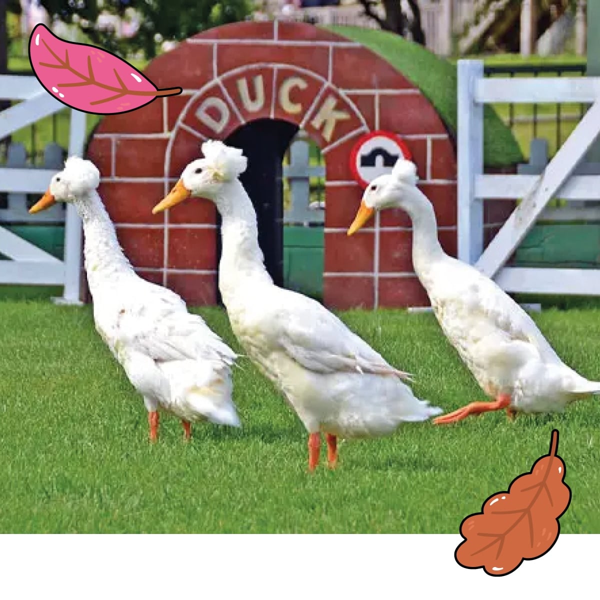 Duck Trial Duck Trial