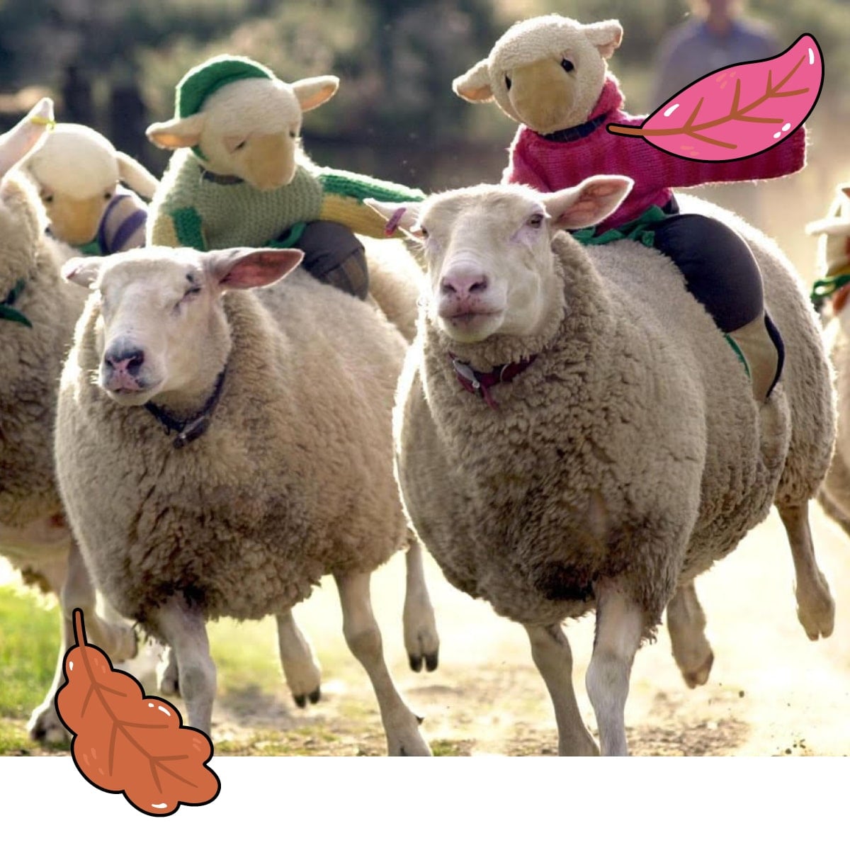 Sheep Racing Sheep Racing