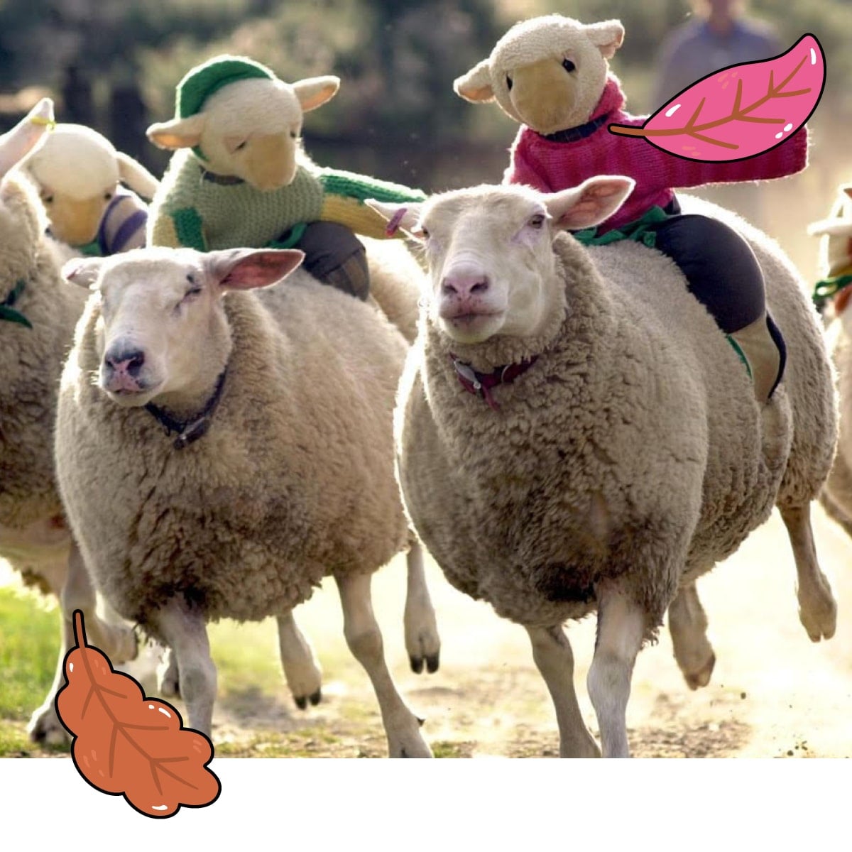 Sheep Racing