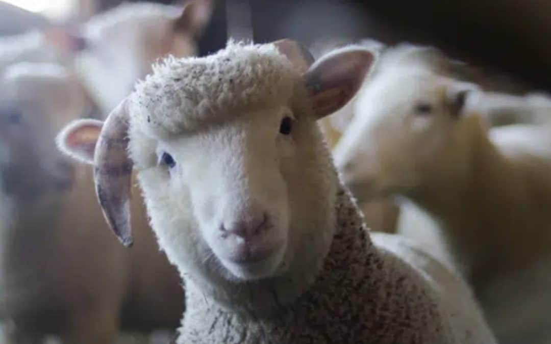 Meet farm animals in Devon