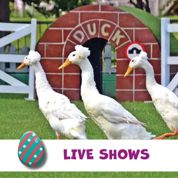 Duck Show Duck Show