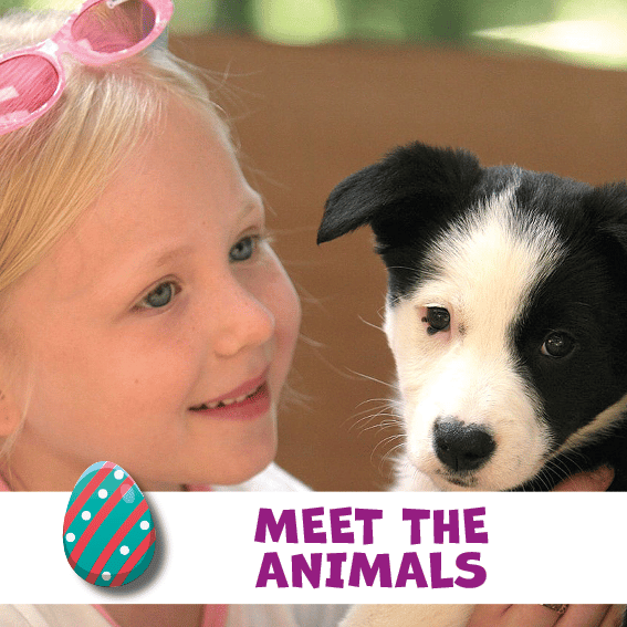 Meet the Animals Meet the Animals
