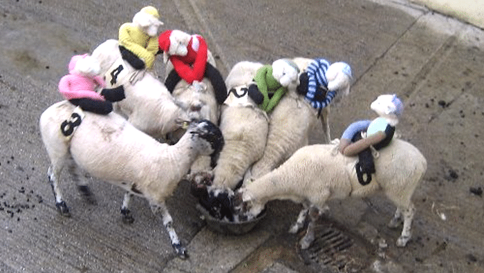 Hungry Sheep Hungry Sheep