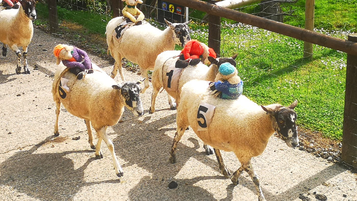 Sheep-race