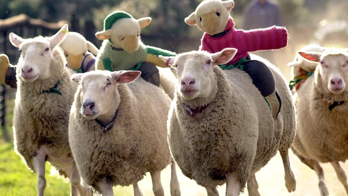 The Big Sheep indoor show area