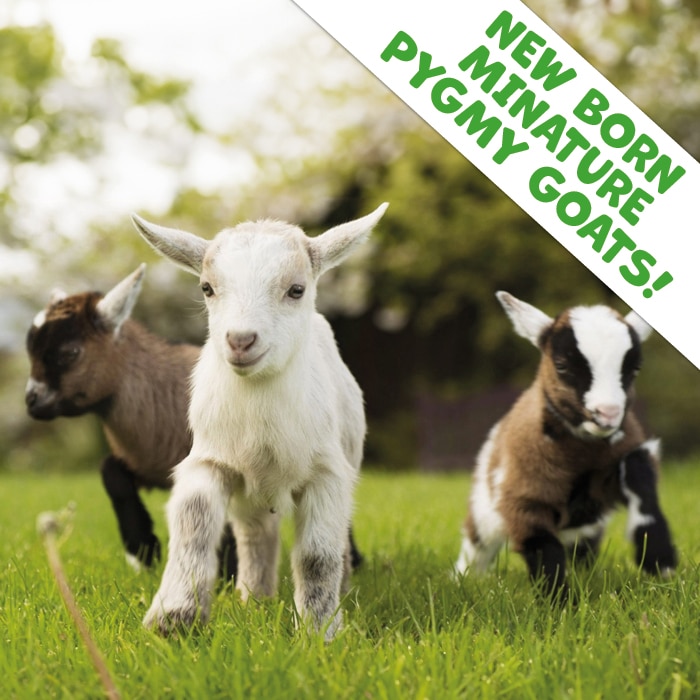New born pygmy goats