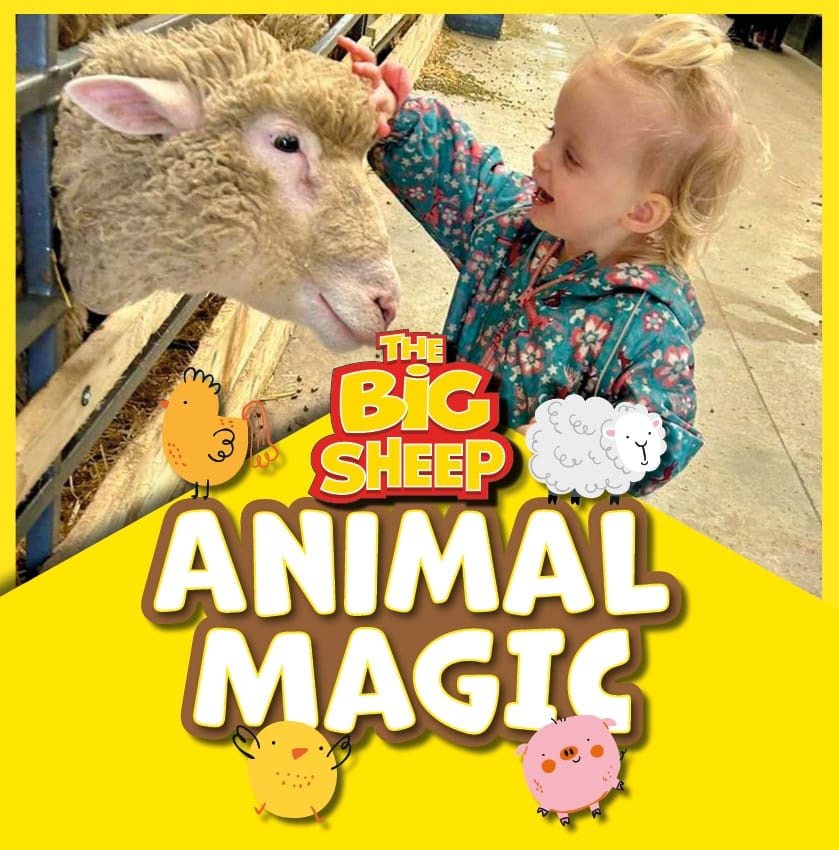 The Big Sheep summer of fun