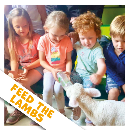 Feed lambs