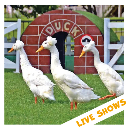 Live Shows