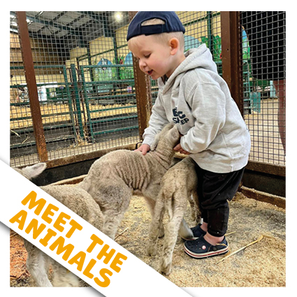 Meet the animals