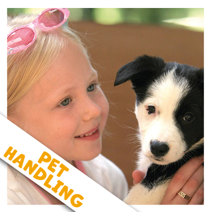 Pet Handling